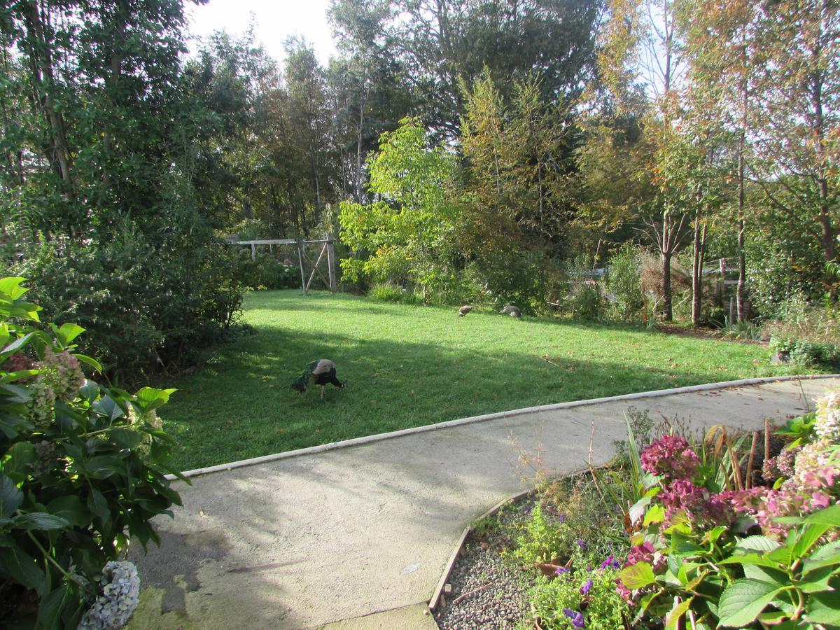 Hostal Tia Lety Villarrica Exteriör bild